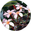 Olve Ekroll profile picture