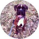 Mustachio profile picture