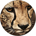 Cris Rey profile picture