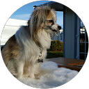 Kai Sivertsen profile picture