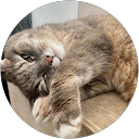 Sara Hauge profile picture